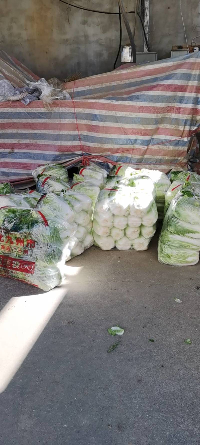 湖北精品大白菜大量上市一手货品基地直发支持视频看货