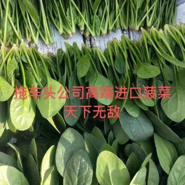 滨州惠民县大叶菠菜25~35厘米，大量上市，欢迎新老客
