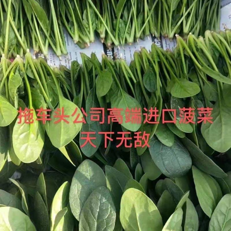 滨州惠民县大叶菠菜25~35厘米，大量上市，欢迎新老客
