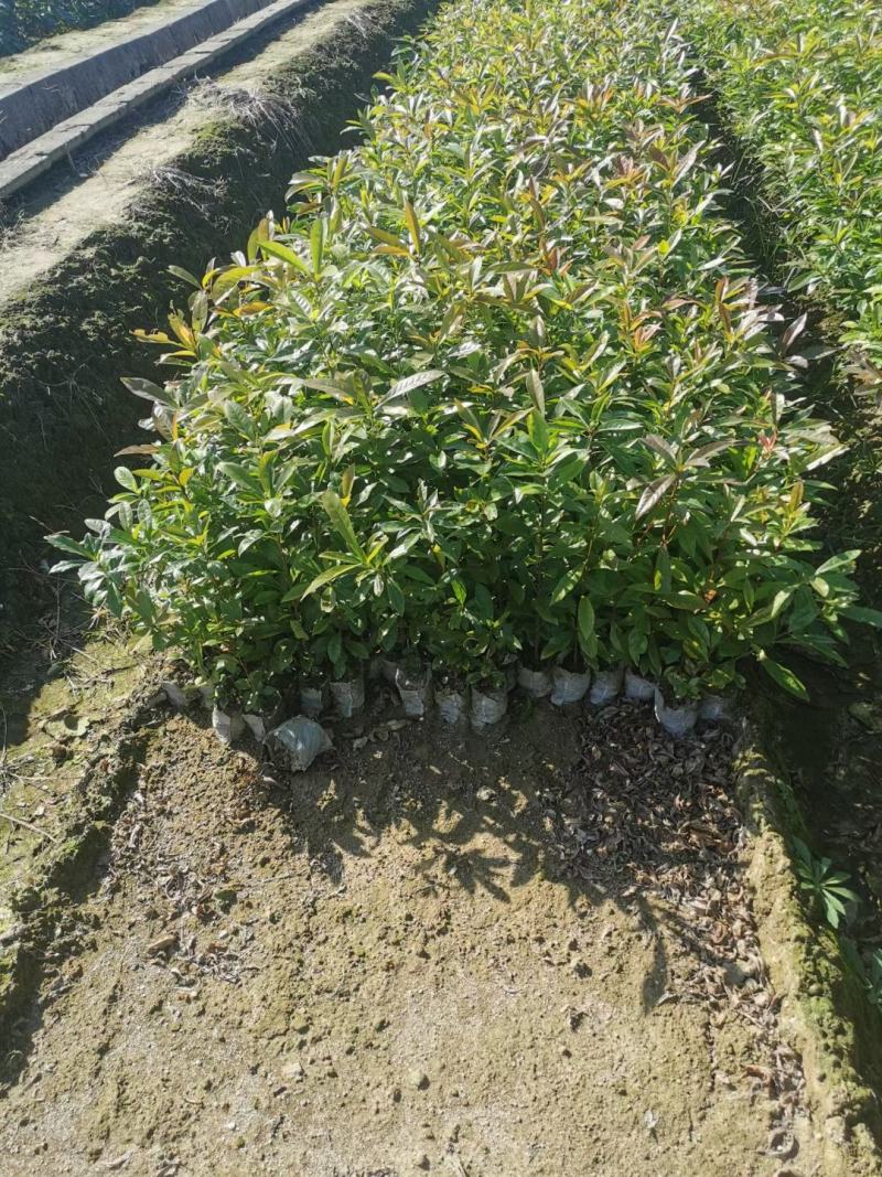 江西木荷、荷木、木荷小苗、木荷杯苗大量上市欢迎联系