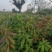 江西木荷、荷木、木荷小苗、木荷杯苗大量上市欢迎联系