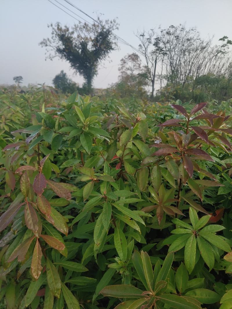 江西木荷、荷木、木荷小苗、木荷杯苗大量上市欢迎联系