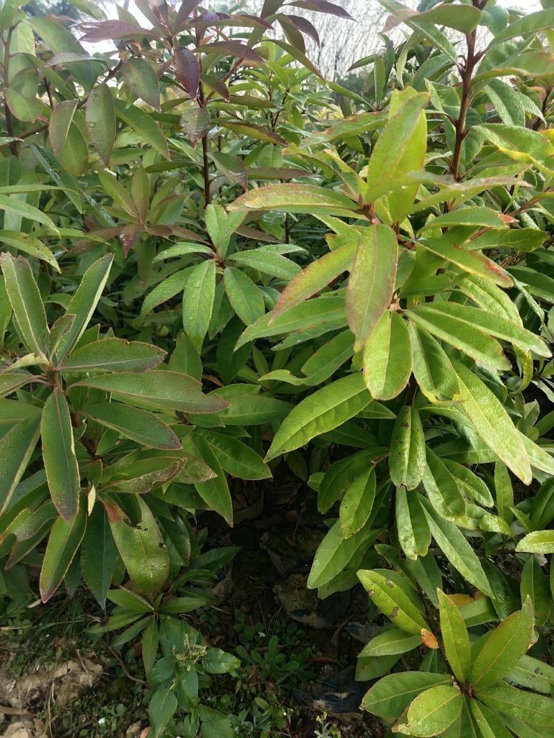江西木荷、荷木、木荷小苗、木荷杯苗大量上市欢迎联系