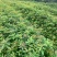 江西木荷、荷木、木荷小苗、木荷杯苗大量上市欢迎联系