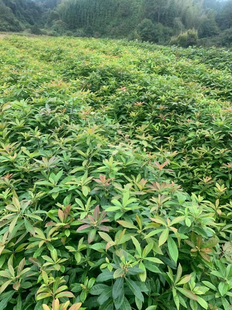 江西木荷、荷木、木荷小苗、木荷杯苗大量上市欢迎联系