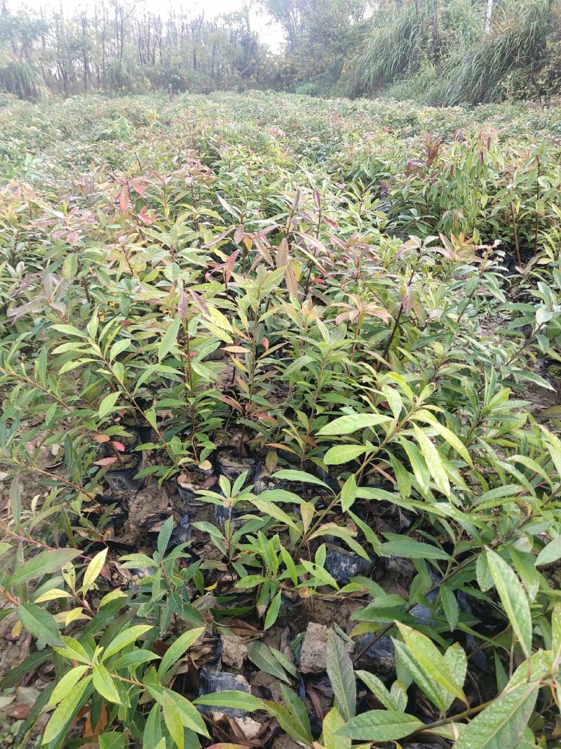 江西木荷、荷木、木荷小苗、木荷杯苗大量上市欢迎联系