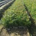 江西木荷、荷木、木荷小苗、木荷杯苗大量上市欢迎联系