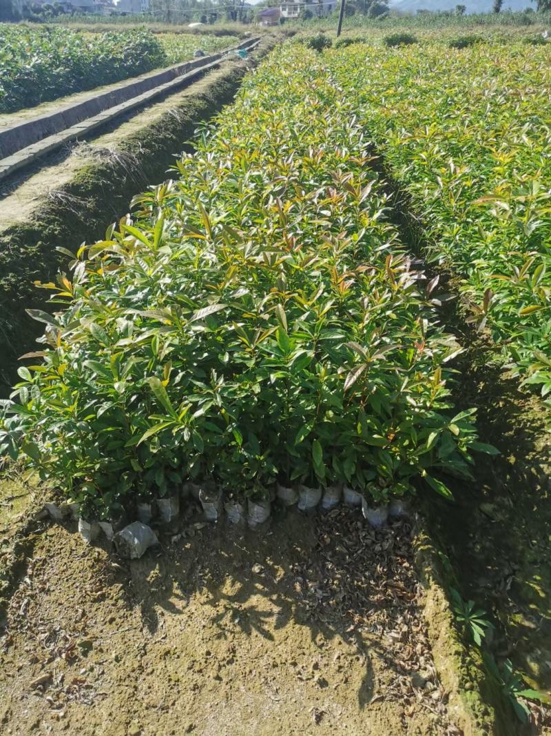 江西木荷、荷木、木荷小苗、木荷杯苗大量上市欢迎联系