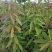 江西木荷、荷木、木荷小苗、木荷杯苗大量上市欢迎联系