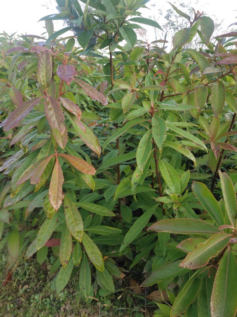 江西木荷、荷木、木荷小苗、木荷杯苗大量上市欢迎联系