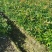 江西木荷、荷木、木荷小苗、木荷杯苗大量上市欢迎联系