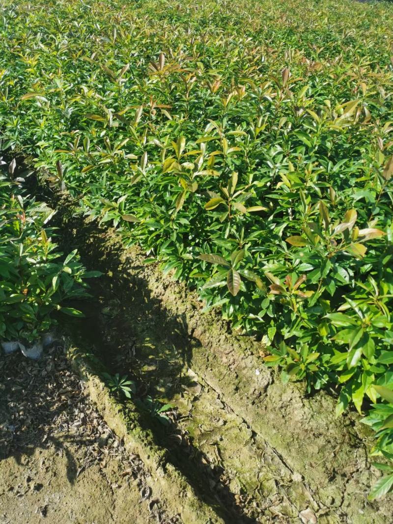 江西木荷、荷木、木荷小苗、木荷杯苗大量上市欢迎联系