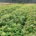 江西木荷、荷木、木荷小苗、木荷杯苗大量上市欢迎联系