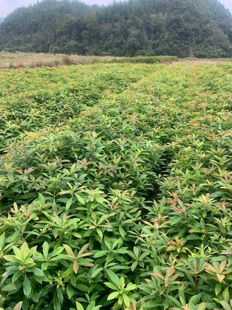 江西木荷、荷木、木荷小苗、木荷杯苗大量上市欢迎联系