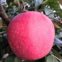 供应苹果苗，秦脆，质量一级，品种纯正，苗木质量一级。