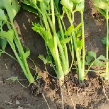 新茬地芹菜苗，法国皇后，香芹，实心芹，地苗，穴盘，