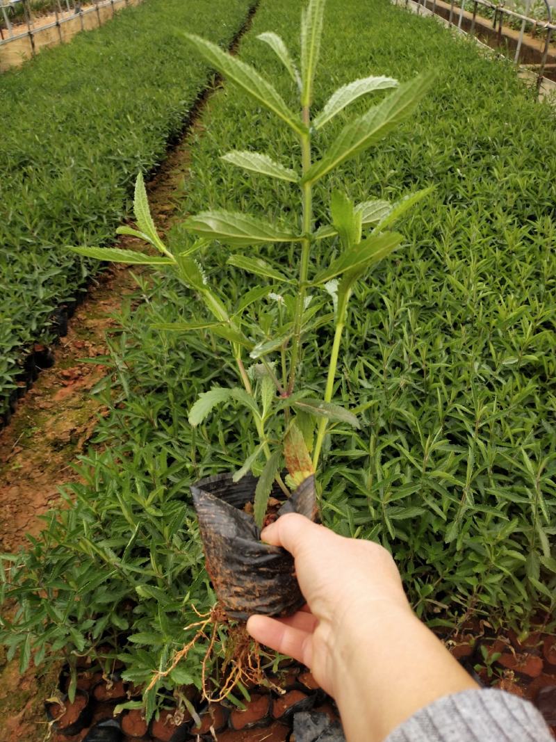 柳叶马鞭草小杯，马鞭草，，马鞭草10袋，专业种植马鞭草。