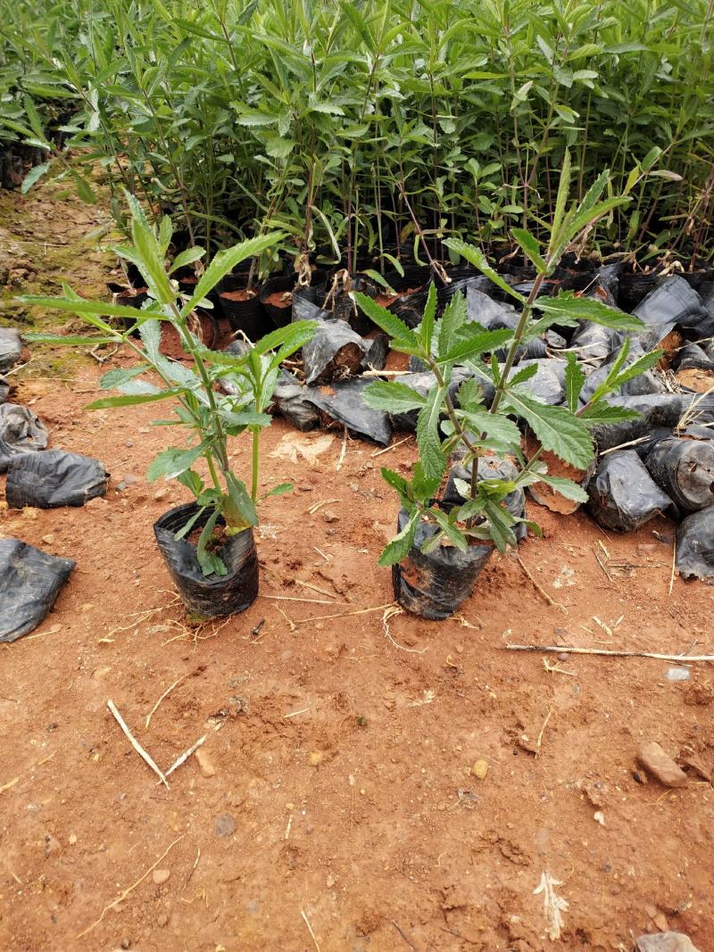 柳叶马鞭草小杯，马鞭草，，马鞭草10袋，专业种植马鞭草。