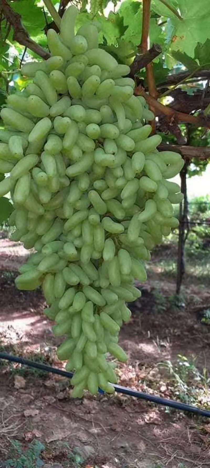 供应葡萄品种，香蕉王，品种纯正，价格优惠，
