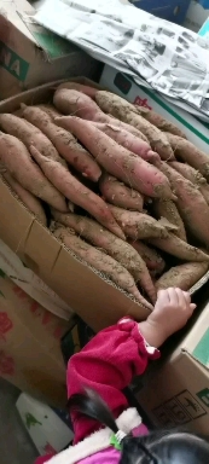 精品红薯无药
