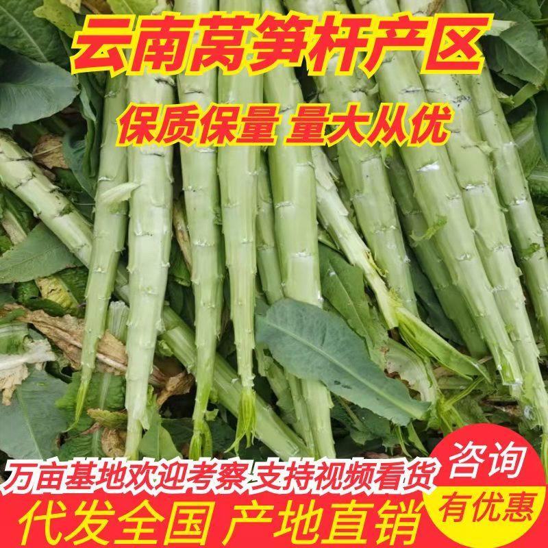 云南红叶光杆莴苣莴苣光杆供应加工厂：产地直销代发全国