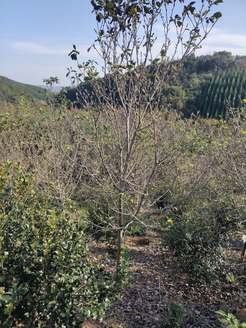 江西紫玉兰，原生紫玉兰带土球大量供应。