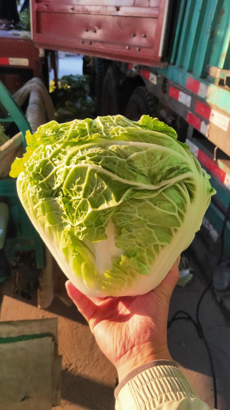 【白菜】河南大白菜大量上市产地直发一手货源可视频看货电联