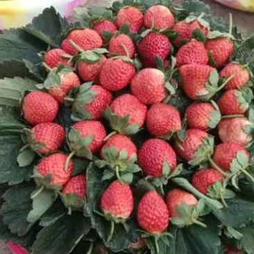大凉山鲜果草莓品质好，一件代发需要的赶紧联系