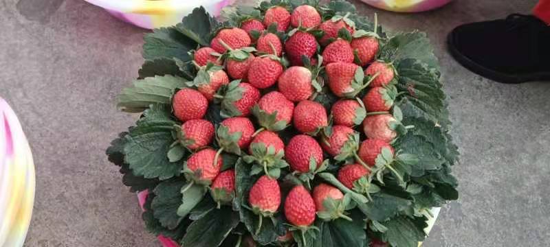 大凉山鲜果草莓品质好，一件代发需要的赶紧联系
