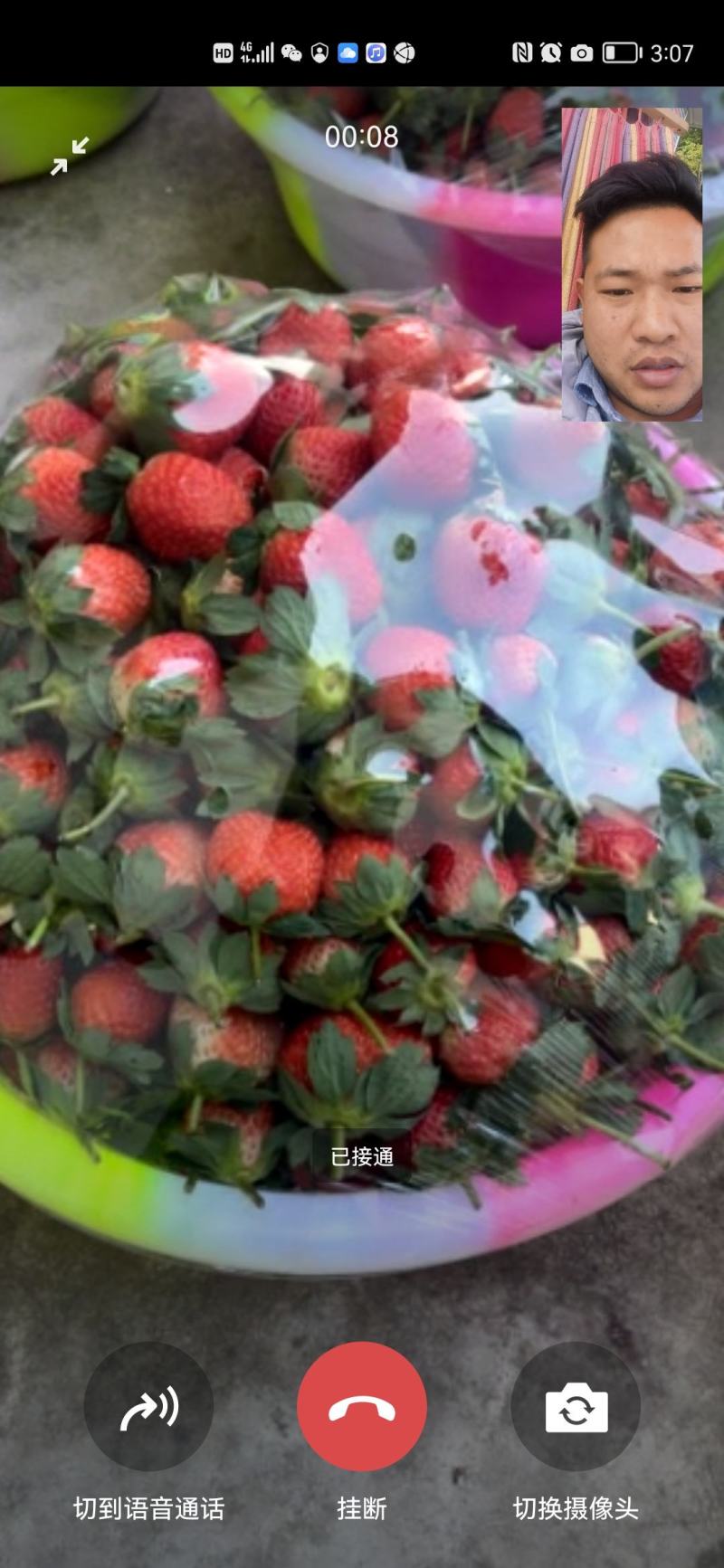 大凉山鲜果草莓品质好，一件代发需要的赶紧联系