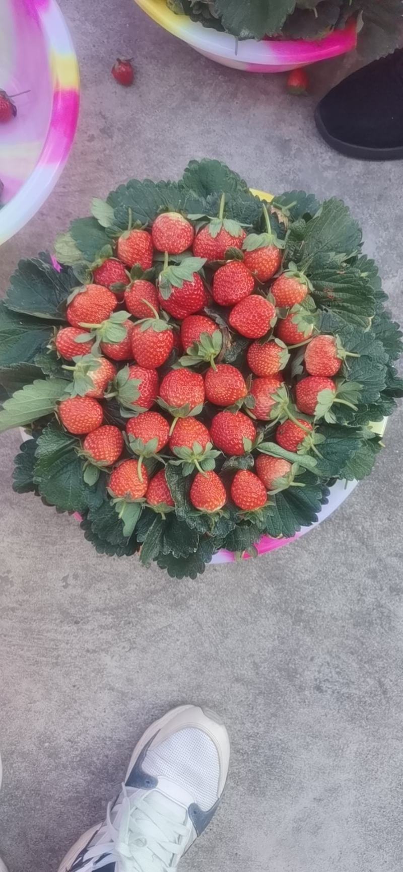 大凉山鲜果草莓品质好，一件代发需要的赶紧联系