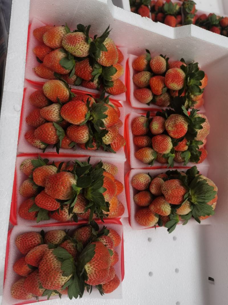 大凉山鲜果草莓品质好，一件代发需要的赶紧联系