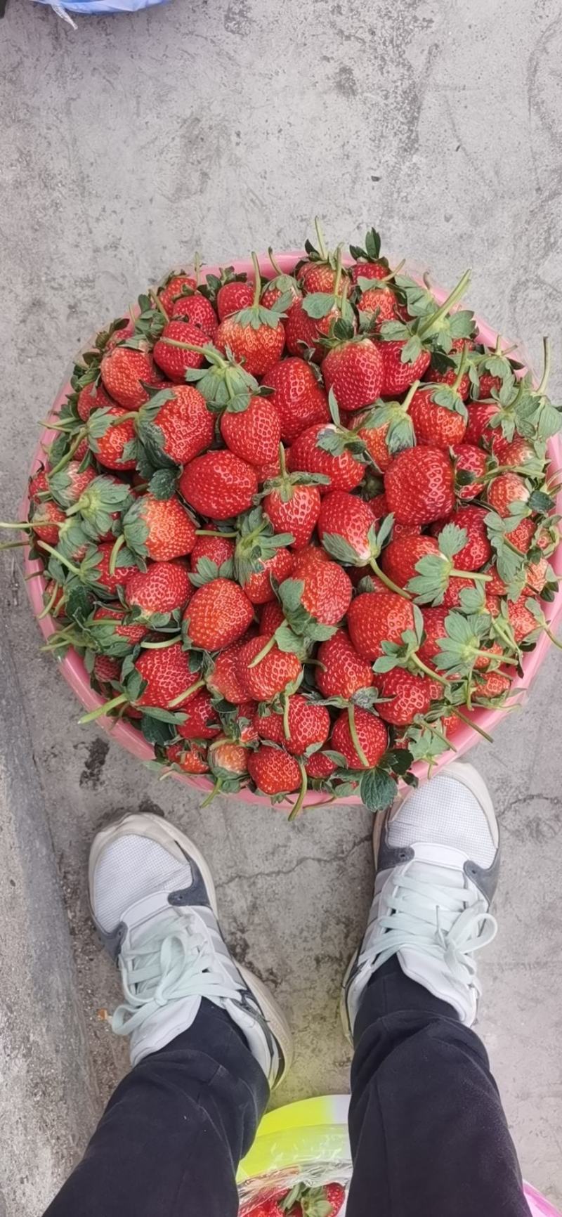 大凉山鲜果草莓品质好，一件代发需要的赶紧联系