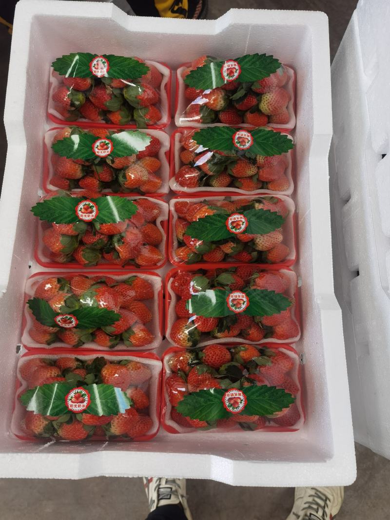 大凉山鲜果草莓品质好，一件代发需要的赶紧联系