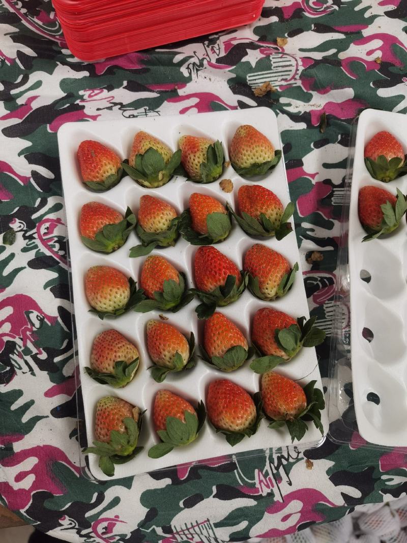 大凉山鲜果草莓品质好，一件代发需要的赶紧联系
