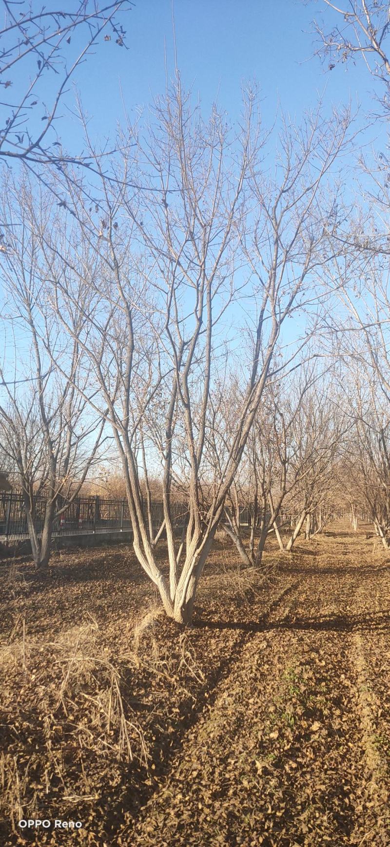 园林枫树丛生五角枫秋季红叶美景独干丛生非拼栽