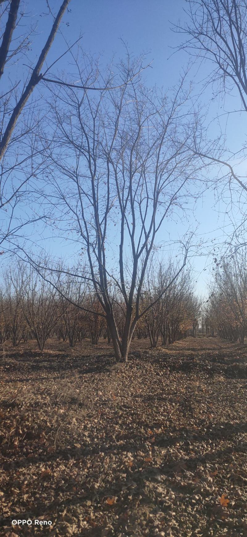 园林枫树丛生五角枫秋季红叶美景独干丛生非拼栽