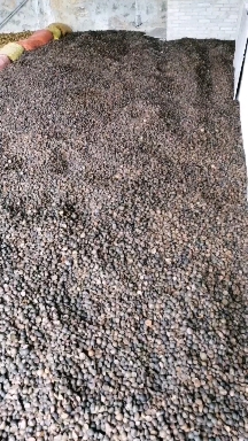贵望高野生山茶籽大量上市