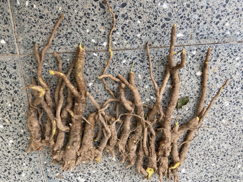 黄芩。超药店标准，3年以上黄芩。大个-条好。高含量。……