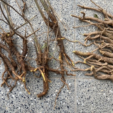 黄芩。超药店标准，3年以上黄芩。大个-条好。高含量。……