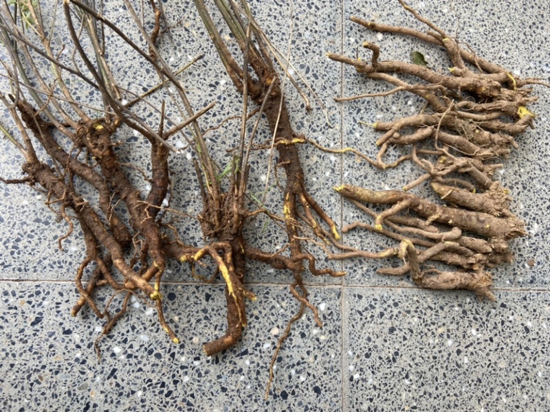 黄芩。超药店标准，3年以上黄芩。大个-条好。高含量。……