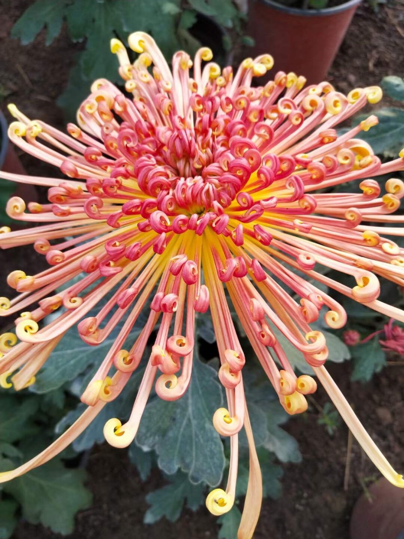 产地直销菊花苗百个品种观赏菊现货秒发
