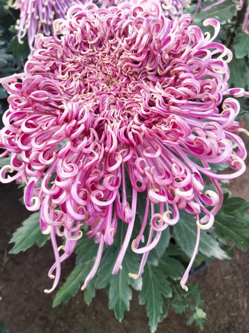产地直销菊花苗百个品种观赏菊现货秒发