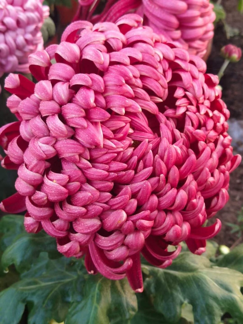产地直销货源充足菊花苗观赏菊百个品种现货
