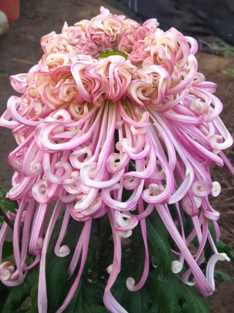产地直销货源充足菊花苗观赏菊百个品种现货