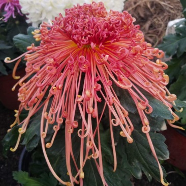 产地直销货源充足菊花苗观赏菊百个品种现货