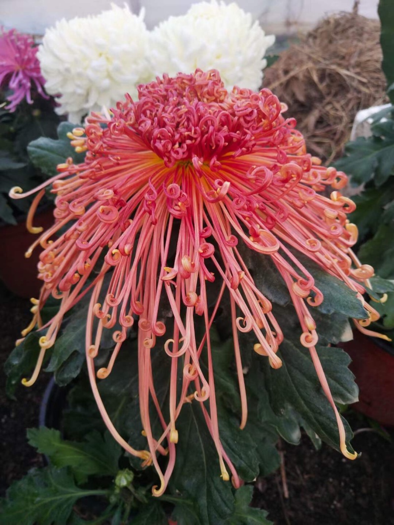 产地直销货源充足菊花苗观赏菊百个品种现货