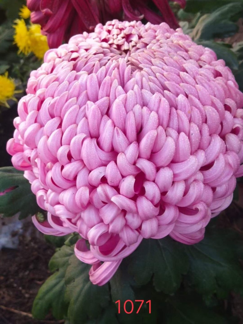 产地直销货源充足菊花苗观赏菊百个品种现货