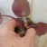 虎茸草，红叶虎茸草，名石荷叶、金线吊芙蓉、老虎耳