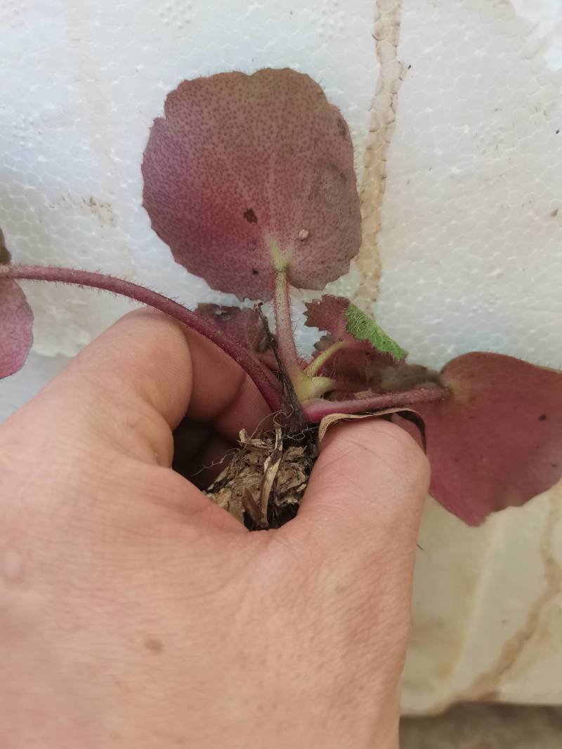 虎茸草，红叶虎茸草，名石荷叶、金线吊芙蓉、老虎耳